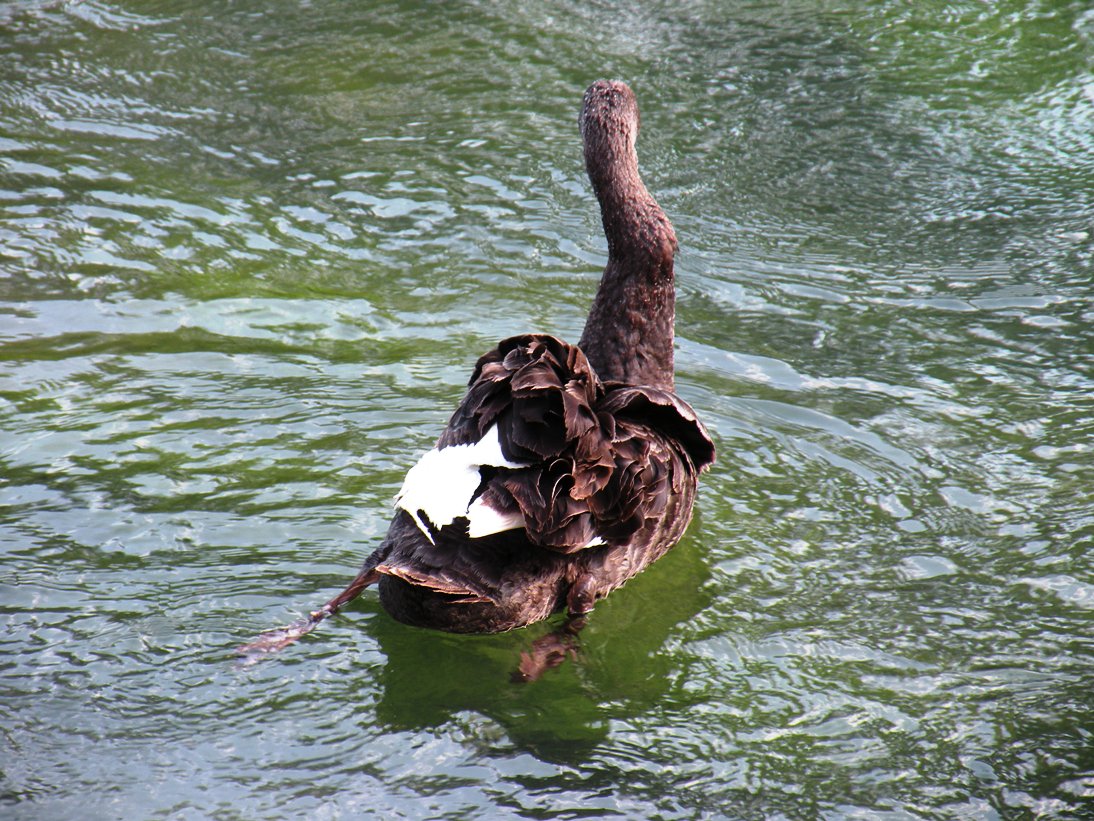 cigno nero